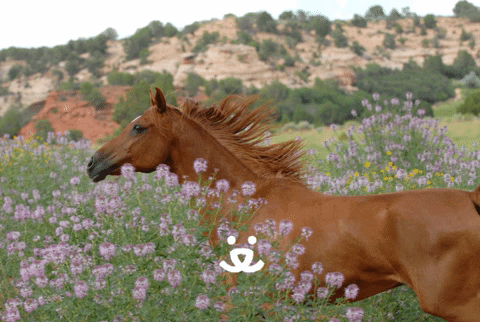 Horse Neigh's Happily On The First Day Of Spring GIF