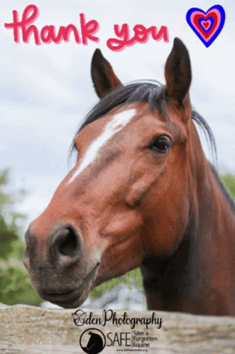 Horse Neigh Thank You GIF