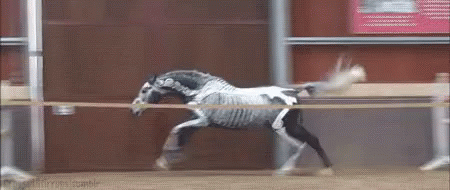 Horse Neigh While Jumping GIF