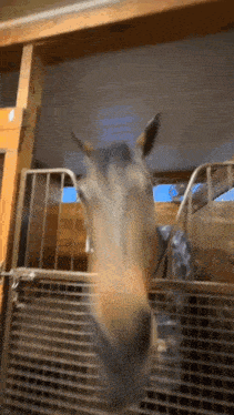 Horse Nodding Gif GIF