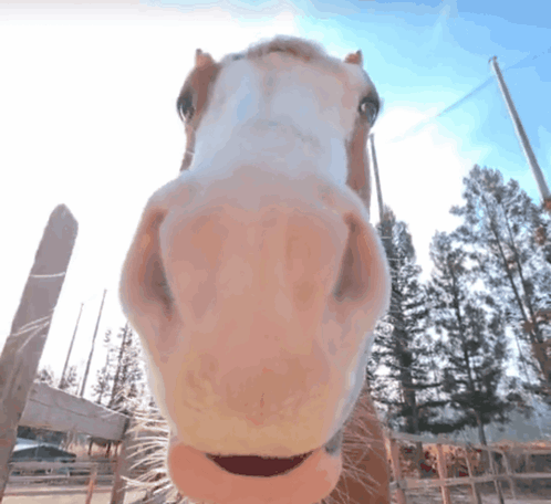 Horse Nose Close Up With Fence GIF