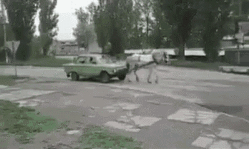 Horse Pulling Car GIF