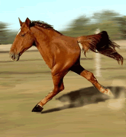 Horse Running Thoroughbred Meme GIF
