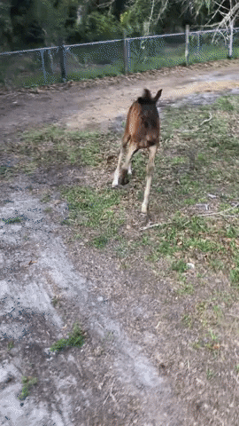 Horse Running Cute Foal GIF