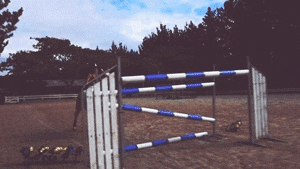 Horse Running Slow Show GIF