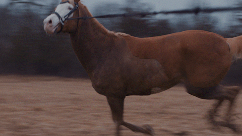 Horse Running Music Video GIF
