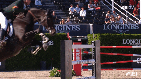 Horse Running Sport Jump Over GIF