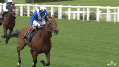 Horse Running Kingmambo Racing GIF