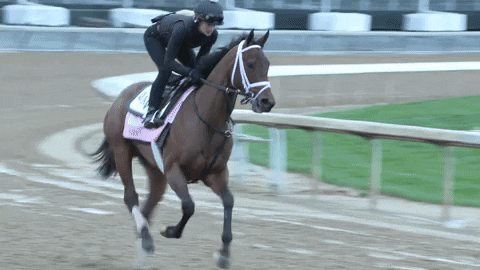 Horse Running Racing Sport GIF