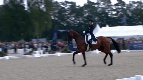Horse Running Zooming Cross Country GIF