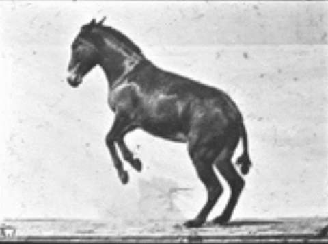 Horse Running Kingston Heritage Service GIF