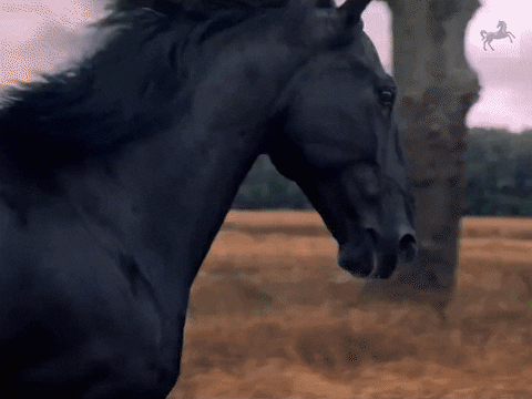 Black Horse Running Slow Motion GIF