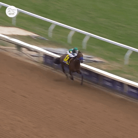 Horse Running Celebration Winner GIF