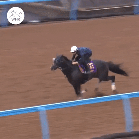 Horse Running Winner GIF