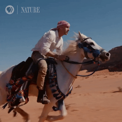 Horse Running Arabian Nature Hair Flip GIF