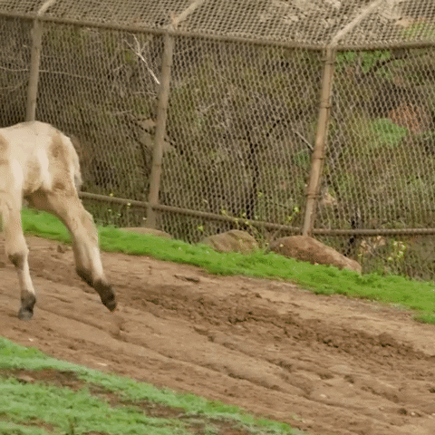 Young Horse Running Fun GIF