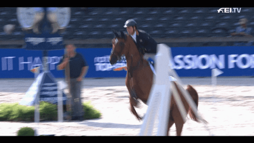 Horse Running Celebrate Slow Motion GIF