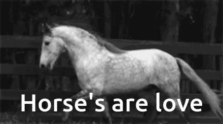 Horse Running in Front of Fence Saying Horse's Are Love