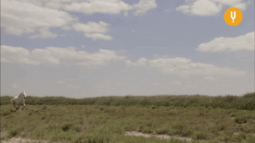 Horse Running Leaving Wild Horses  GIF