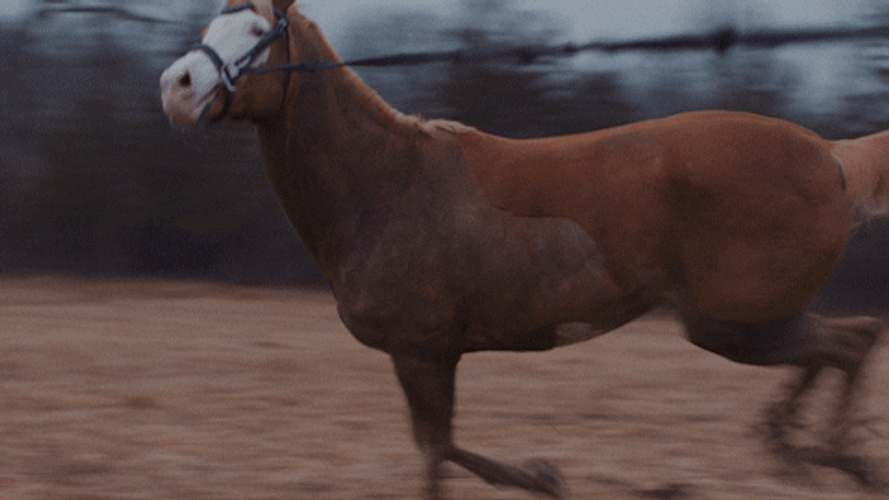 Horse Running Music Video  GIF