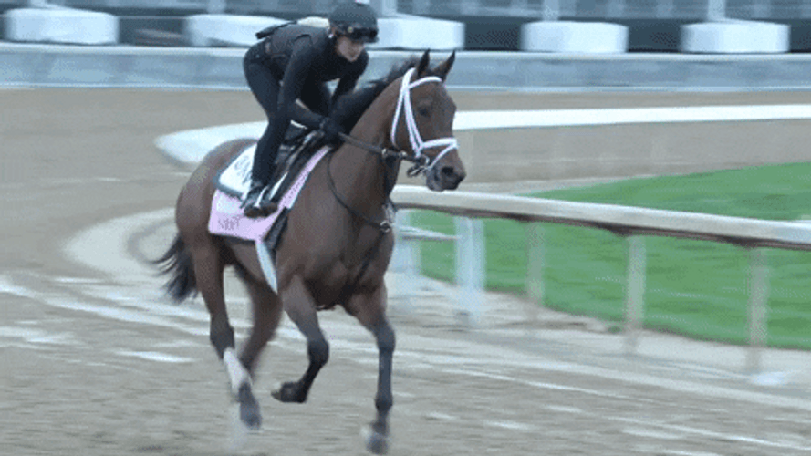Horse Running Racing Sport GIF