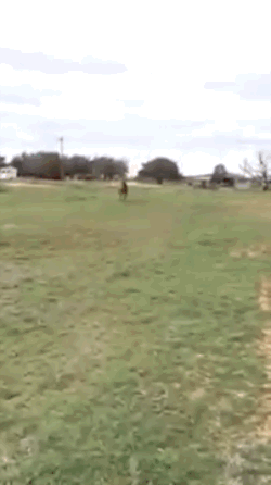 Horse Running With Hay GIF