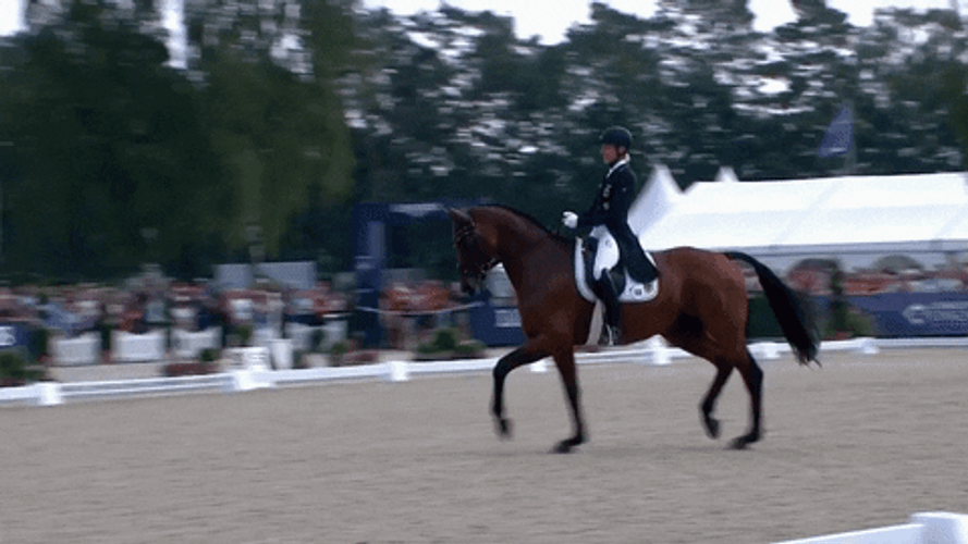 Horse Running Zooming Cross Country GIF