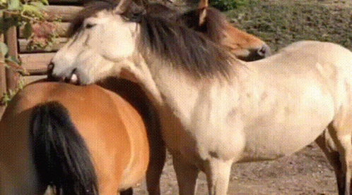Horse Scratching Each Other GIF