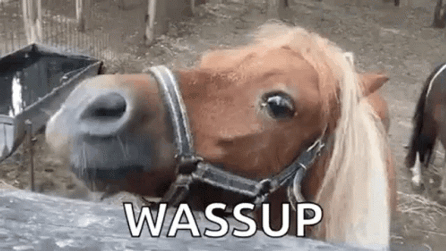 Horse Shouting Wazzup GIF