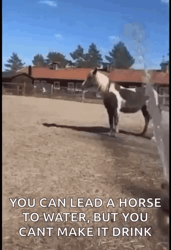 Horse Standing In Dirt Field GIF