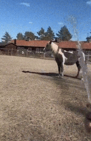 Horse Standing in Field With Sprinkler