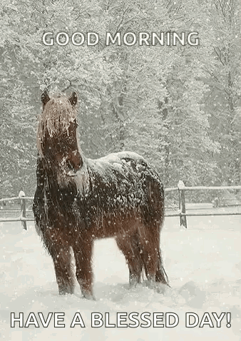 Horse Standing in Snow Good Morning