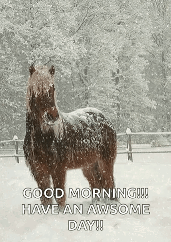 Horse Standing in Snow Saying Good Morning