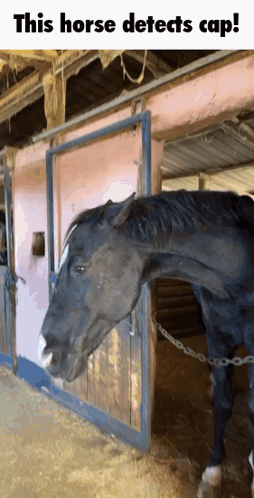 Horse Standing in Stable Detects Cap