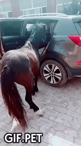 Horse Standing Next to Car