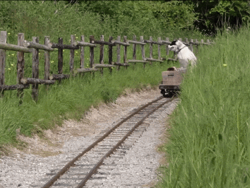 Horse Standing Next To Train Car On Track GIF