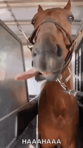 Horse Sticking Tongue Out GIF