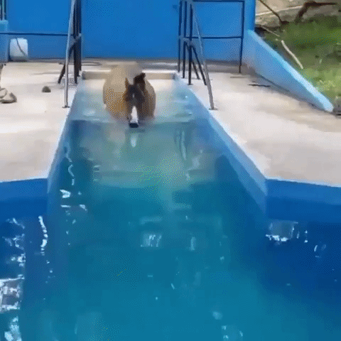 Horse Swimming In A Pool GIF
