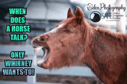 Horse Talk When It Neigh GIF