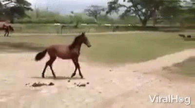 Horse Walking Across Dirt Field GIF