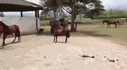 Horse Walking With Small Steps GIF