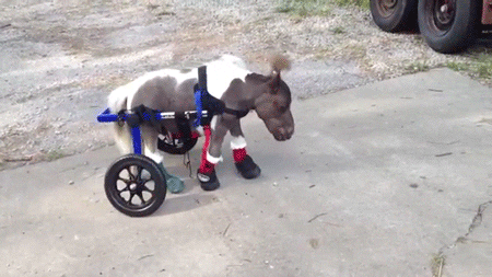 Horse Walking With Wheelchair GIF