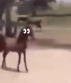 Horse With Big Eyes Walking On Dirt Field GIF