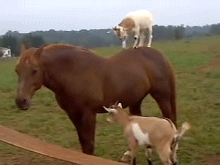 Horse With Goats GIF