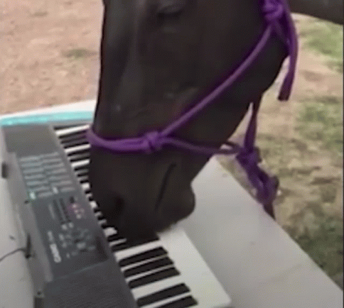 Horse With Purple Bridle Playing Piano
