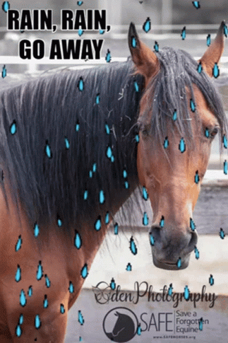 Horse with Rain Rain Go Away