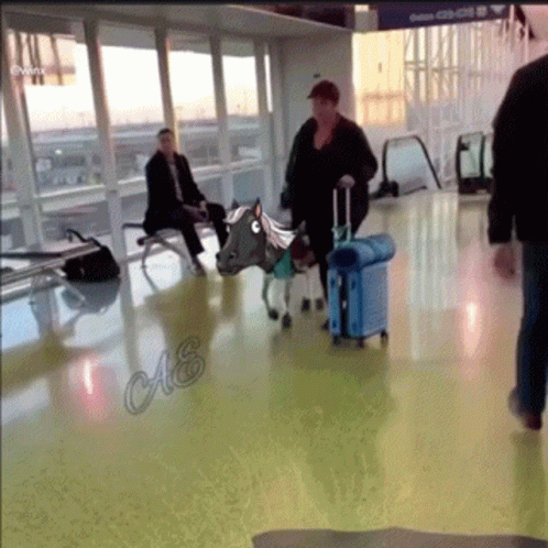 Horse With Saddle Walking Through Airport GIF