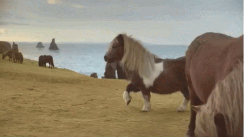 Horses Grazing on a Beach Near Ocean