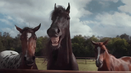 Horses Laughing Out Loud Barn GIF