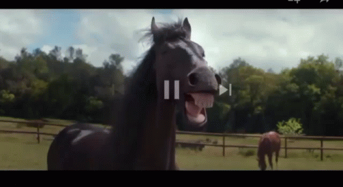 Horses Neigh At Each Other GIF